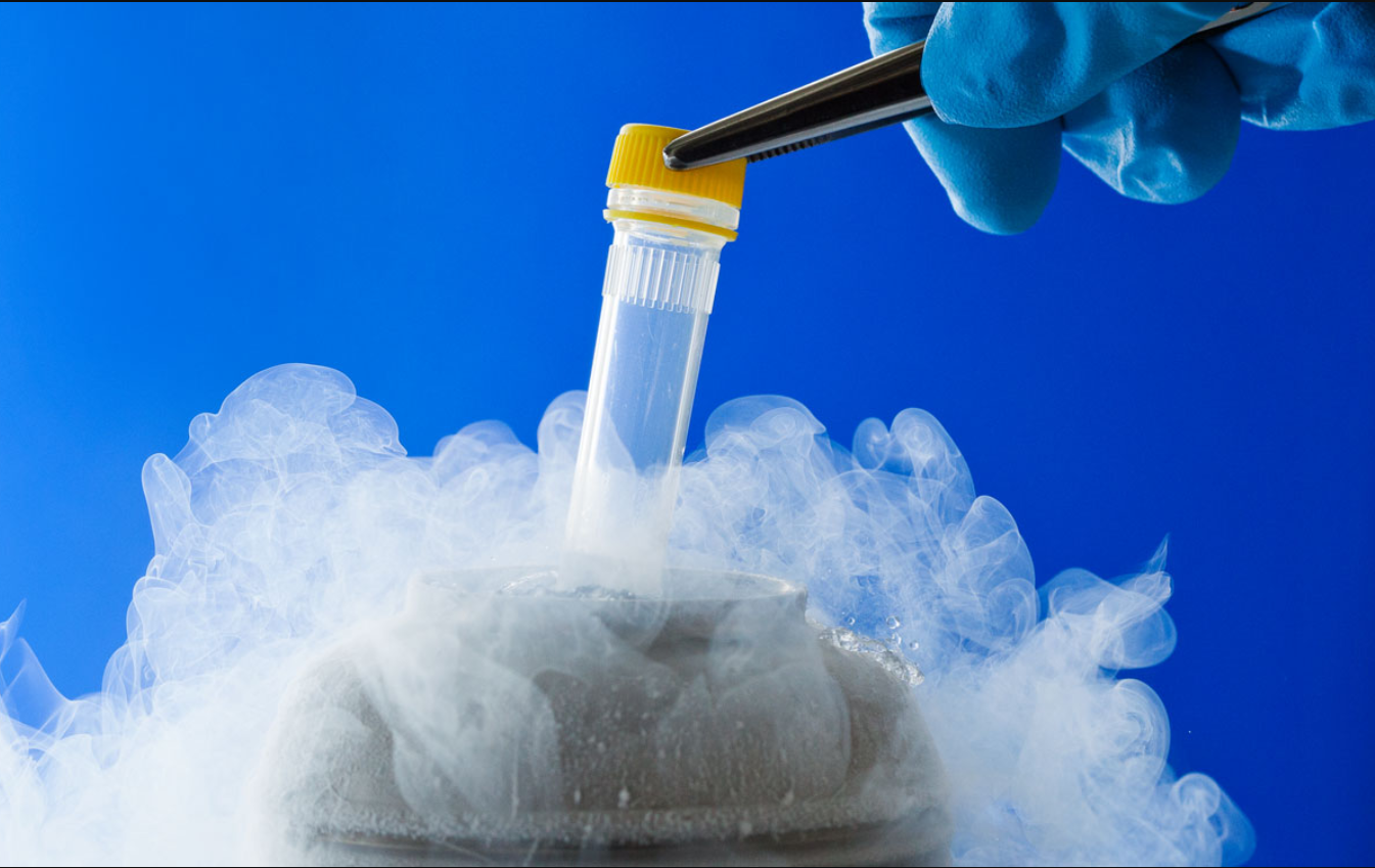 Cryopreservation