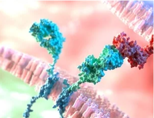 Antigen Retrival