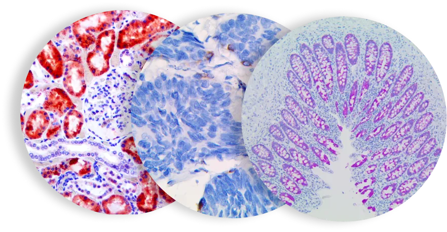IHC Staining Equipment